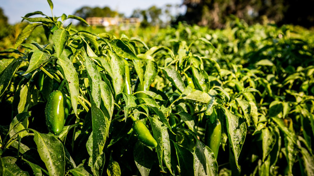 FlaFarmBureau's tweet image. Did you know 30% of U.S. peppers are grown in Florida?
#FLAgriculture | #FloridaPeppers
