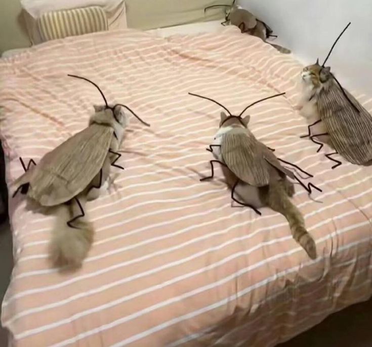 Why you should have a cat tweet media