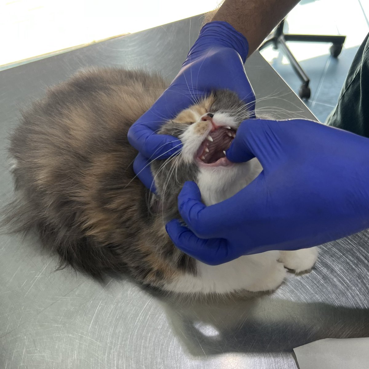 RANMNS8's tweet photo. Week one of summer training done🐾
So many kitties, so many claws and so many purrs🤩
Thanks to @FSMLJ_ , @rieayavt , the vet and every creature who clawed me with love🙏🏼 https://t.co/wbknnRRbD5