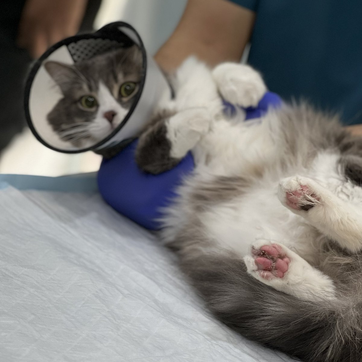 RANMNS8's tweet photo. Week one of summer training done🐾
So many kitties, so many claws and so many purrs🤩
Thanks to @FSMLJ_ , @rieayavt , the vet and every creature who clawed me with love🙏🏼 https://t.co/wbknnRRbD5