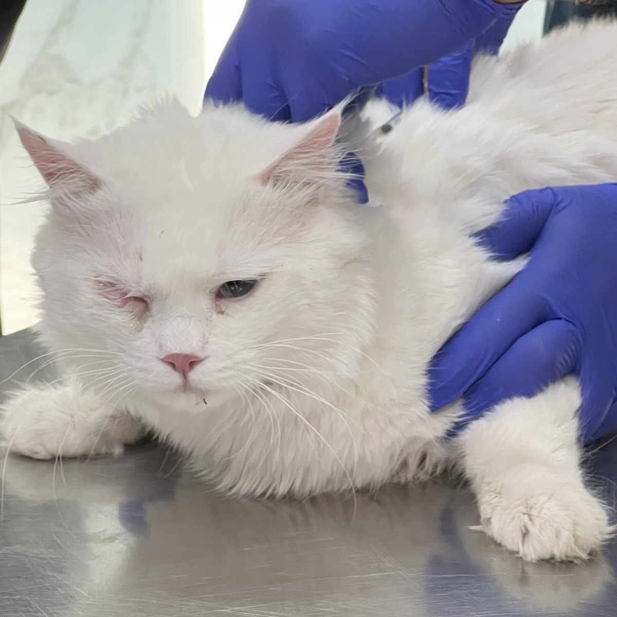 RANMNS8's tweet photo. Week one of summer training done🐾
So many kitties, so many claws and so many purrs🤩
Thanks to @FSMLJ_ , @rieayavt , the vet and every creature who clawed me with love🙏🏼 https://t.co/wbknnRRbD5