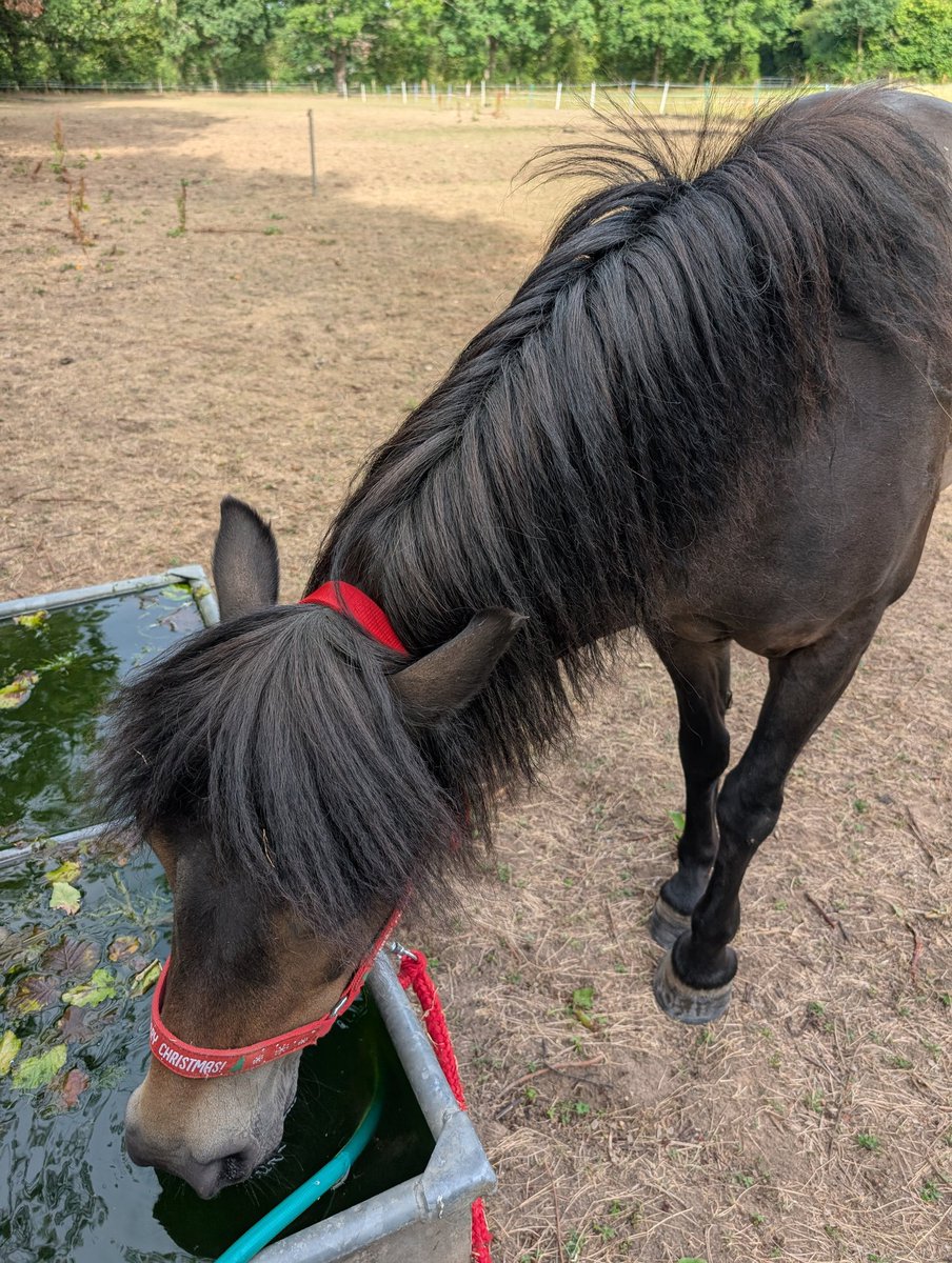 Thirsty work being an Exmoor pony in this dry and arid desert...