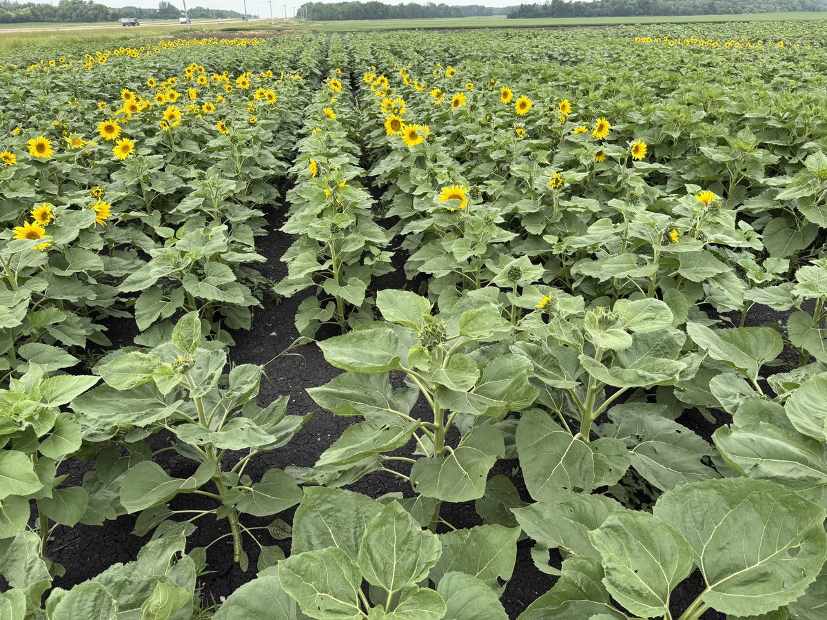 Our sunflower variety performance trial in Beausejour area is showing some ultra-early hybrids flowering this week! Thanks to <a href="/PESAIresearch/">PESAI Research Station</a> for doing a beautiful job here!