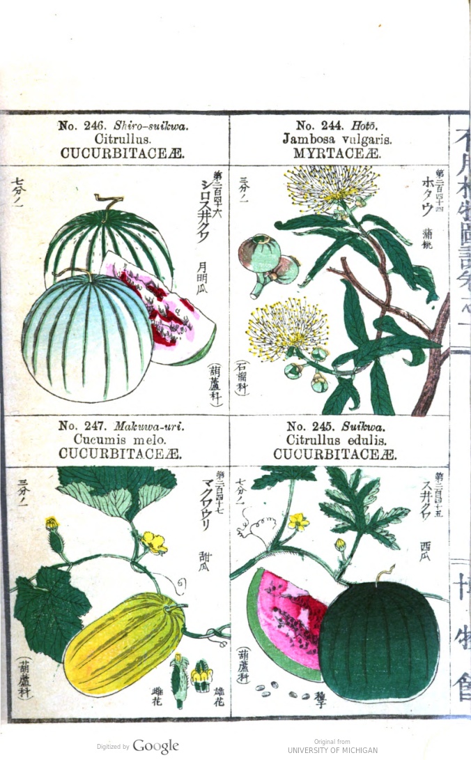 La Traduttrice Botanica (@tradbotanica) on Twitter photo Featured on the HathiTrust Digital Library:
Useful Plants of Japan 🍃
The naturalist Tanaka Yoshio documented  Japan's edible and medicinal plants with illustrator Hattori Sessai. A  lifelong civil servant, he also founded Japan's oldest zoo in 1882.
babel.hathitrust.org/cgi/pt?id=mdp.… Featured on the HathiTrust Digital Library:
Useful Plants of Japan 🍃
The naturalist Tanaka Yoshio documented  Japan's edible and medicinal plants with illustrator Hattori Sessai. A  lifelong civil servant, he also founded Japan's oldest zoo in 1882.
babel.hathitrust.org/cgi/pt?id=mdp.…