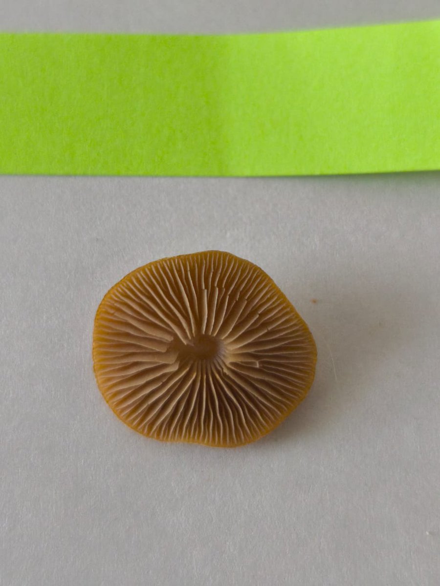 Hola Dra. <a href="/Fungi_Cosas/">Fungi_Cosas</a> Me preguntaba si podias ayúdame a identificar a este amiguito. Crece en el jardín que es regado todas las noches y durante el dia soporta temperaturas de mas de 30°C  y humedad en las madrugadas de mas de 50%. Muchas gracias fungiamiga :3