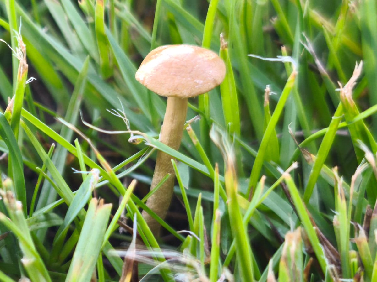 ViolaLondono's tweet photo. Hola Dra. @Fungi_Cosas Me preguntaba si podias ayúdame a identificar a este amiguito. Crece en el jardín que es regado todas las noches y durante el dia soporta temperaturas de mas de 30°C  y humedad en las madrugadas de mas de 50%. Muchas gracias fungiamiga :3 https://t.co/LGlU816DXj