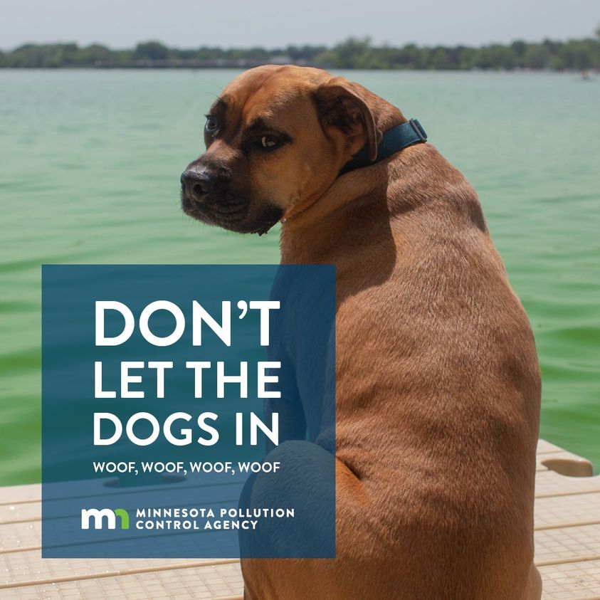 MnPCA's tweet image. Don't let pups play in water with noticeable algae or scum on the shore! Pets are especially vulnerable to harmful algae because they tend to swallow more water while swimming and playing or when licking their coat.
