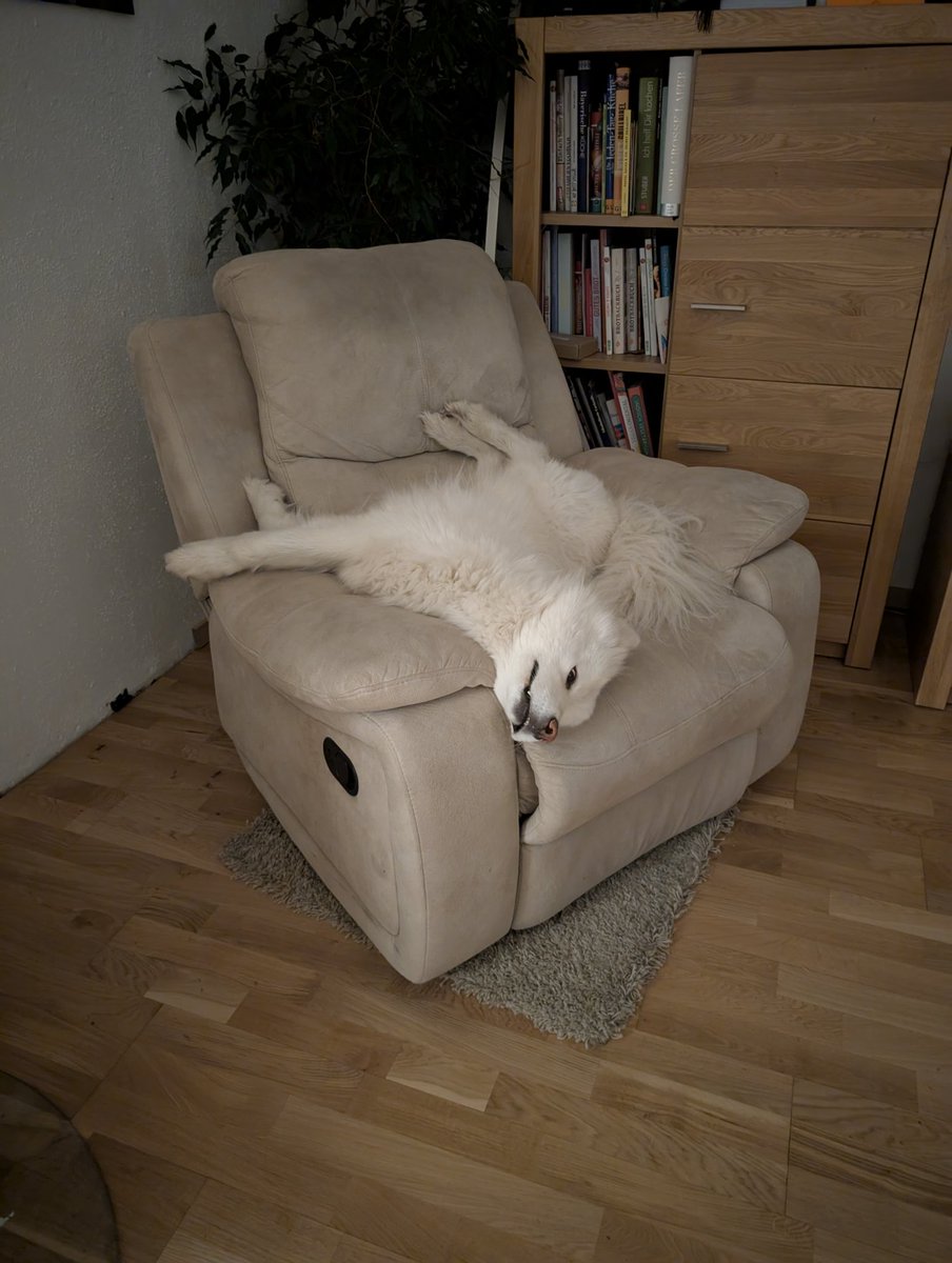 Casual dog relexation technique