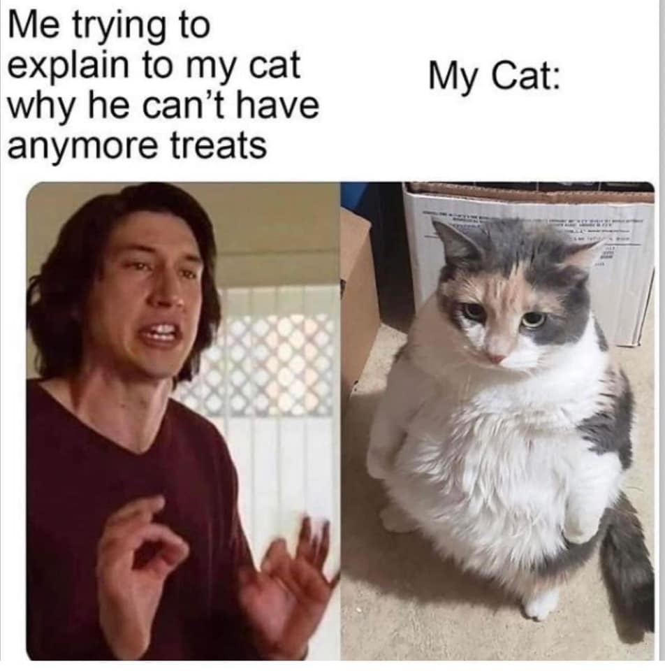 bigmanturkish's tweet image. #IUseAIWhen I try to explain stuff to my cat