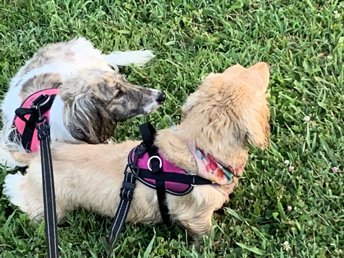 dani48086's tweet image. More adventures with Daphne and Layla: almost a 2 mile walk this morning. No deer today, just rabbits, squirrels, and a fat groundhog (woodchuck).