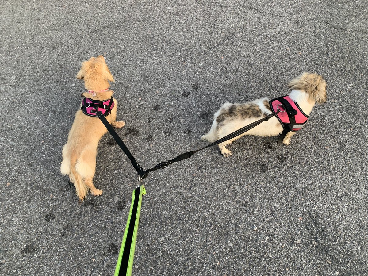 dani48086's tweet image. More adventures with Daphne and Layla: almost a 2 mile walk this morning. No deer today, just rabbits, squirrels, and a fat groundhog (woodchuck).