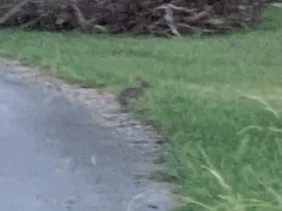 dani48086's tweet image. More adventures with Daphne and Layla: almost a 2 mile walk this morning. No deer today, just rabbits, squirrels, and a fat groundhog (woodchuck).