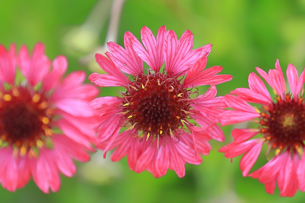 ガイラルディア・クレープセンセーション🌸綺麗なピンク色の花弁✨モサっとした蕊も可愛い🌟素敵な花ですね☺️
#花好きな人と繋がりたい  #花が好きな人と繋がりたい #はなまっぷ #キリトリセカイ