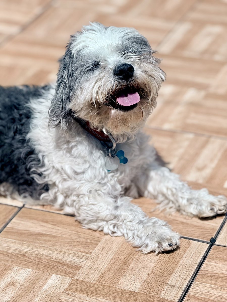 I am wondering if Twitter likes my face. Please get back to me on this. #dogsoftwitter