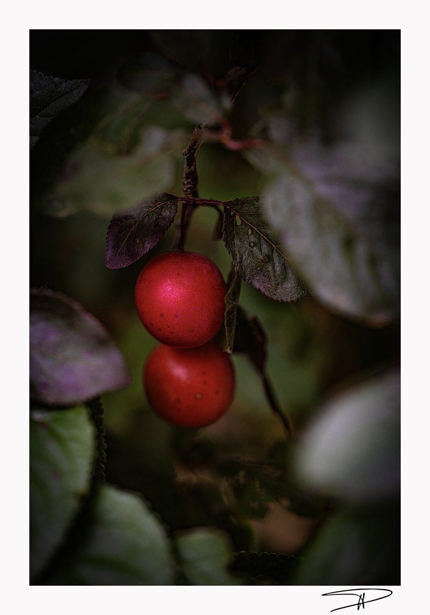 Le fruit défendu ?
#macrophotographie  
02 juillet 2025