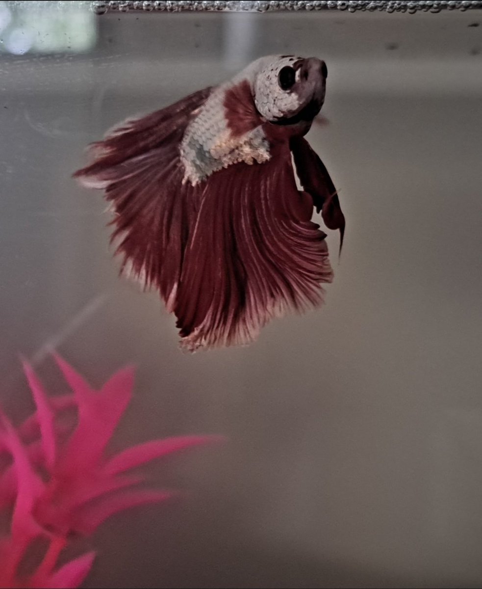StirredCrazy's tweet image. I will likely be deactivating tomorrow for a few days so I can enjoy some fun stuff we have planned but first I'd like to show you my fish who is called Floyd.
He is diligently working on his eleventy-first bubble nest, as you can see.