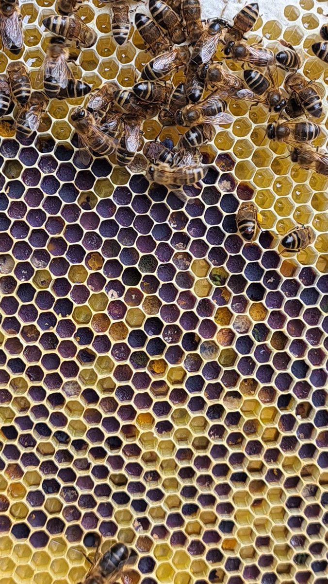 TheBeeFarmer's tweet image. I have a lot of this deep blue pollen in a couple of hives near Nottingham. Any clue as to the floral source? Not seeing it in other hives in the East Midlands. 
#davidthebeefarmer #pollen