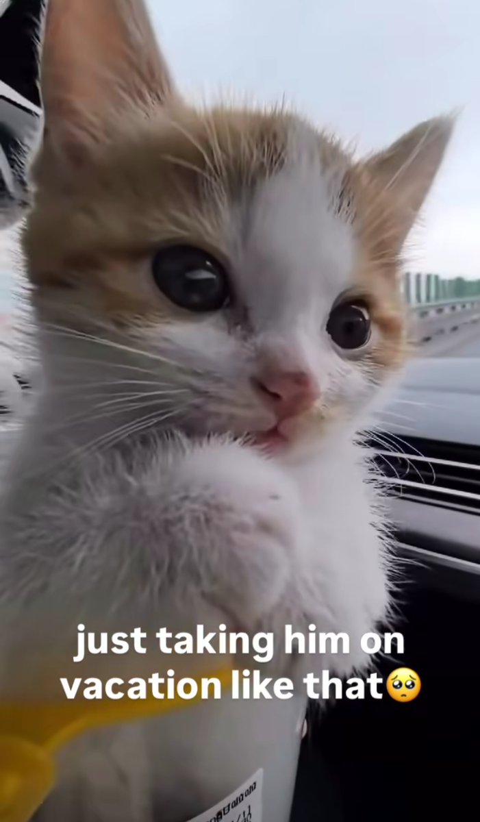 Meow Central tweet media