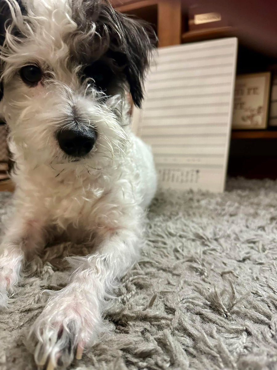 A dog is the only thing on earth that loves you more than he loves himself ❤️