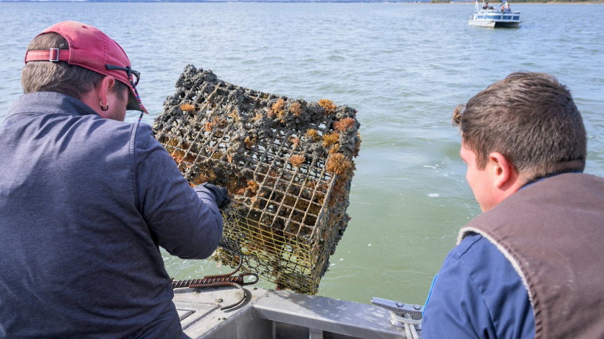 Reminder: If you're curious about what it takes to be part of Delaware’s Derelict Crab Pot Round-Up team, join us for an engaging and hands-on volunteer open house on July 23! Learn more here: events.udel.edu/event/derelict…