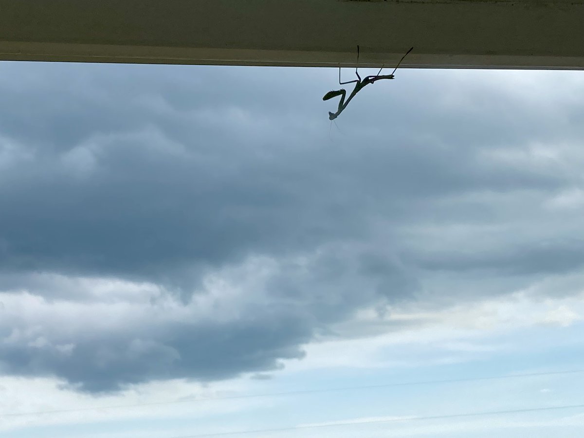 PhotogLloyd's tweet image. It worked!
Today we are receiving rain just outside of Castleberry in lower Alabama!
Photo title – praying for rain!
@rzweather