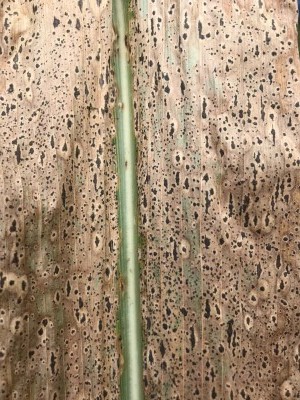 Tar Spot has been found at low levels in several states in the corn belt. It thrives in humid, moderate temps, making scouting before VT essential. Learn how to identify tar spot and spot common mimics at bit.ly/3TzSDRf.