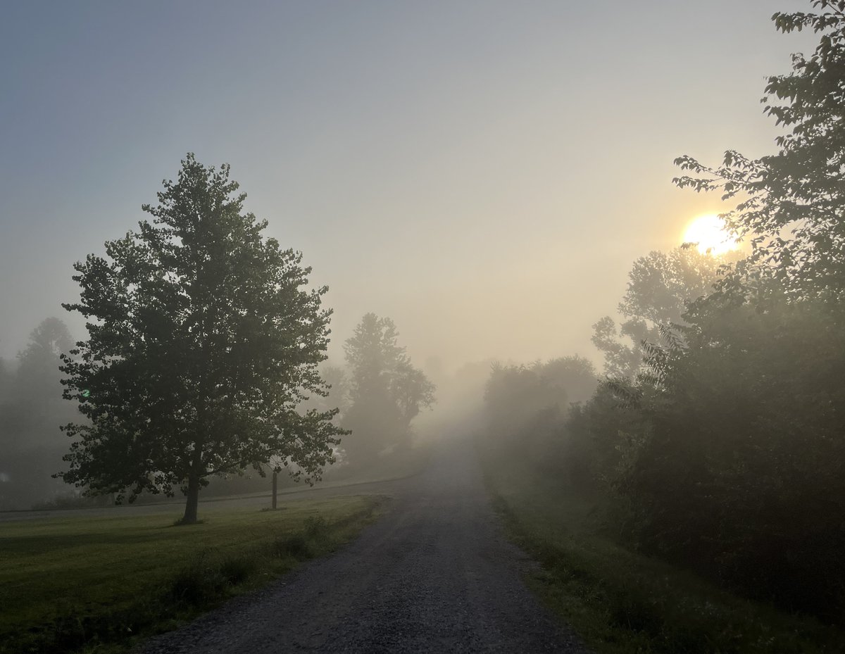 soiled_plants2's tweet image. being enveloped in the fog is like a big hug from mother nature herself