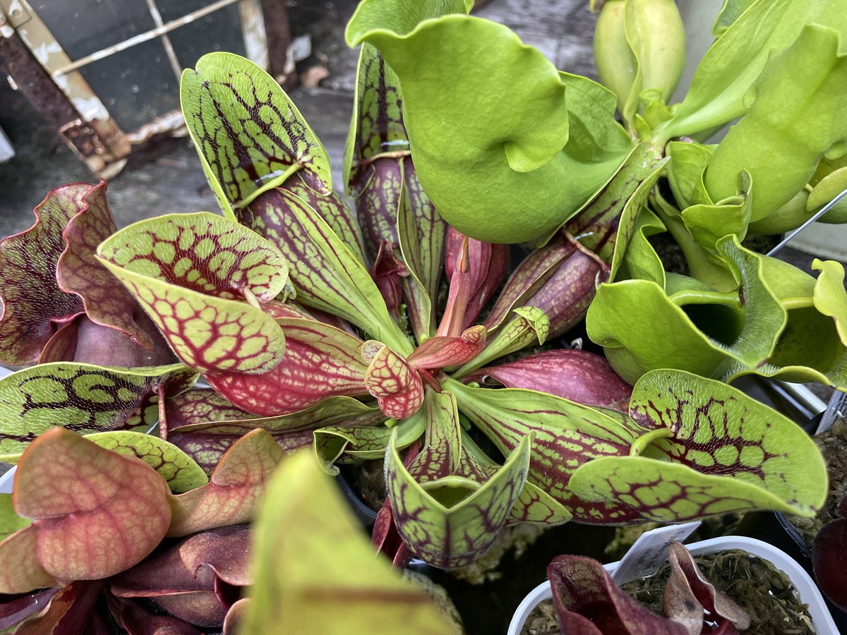 zakicchi's tweet image. もう少しスペース広く取ってあげられれば良いんだけど、ごめんね
#sarracenia 
#purpurea