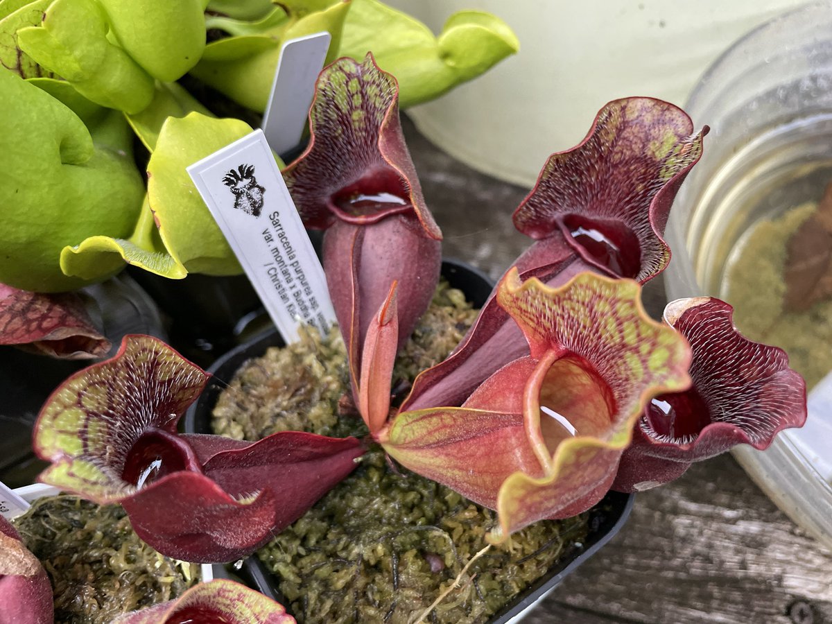 zakicchi's tweet image. もう少しスペース広く取ってあげられれば良いんだけど、ごめんね
#sarracenia 
#purpurea