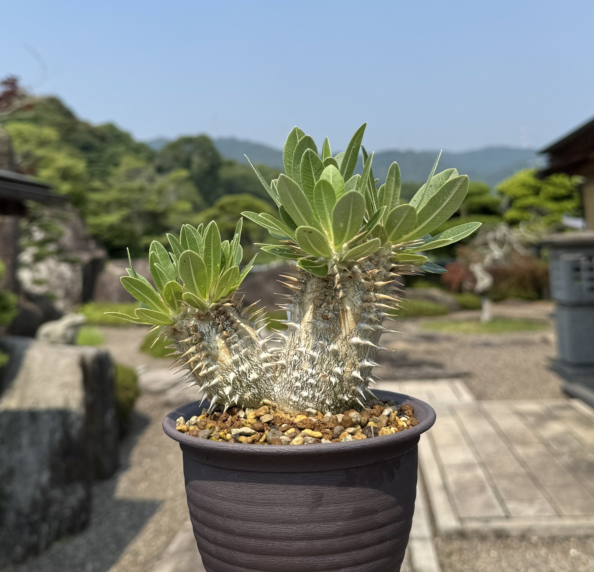 熊*芸様 #5貫禄のある幹質！抜群の枝振は100点！ウィンゾリー！国内実生　鉢の おに (@masanobu0312) / X
