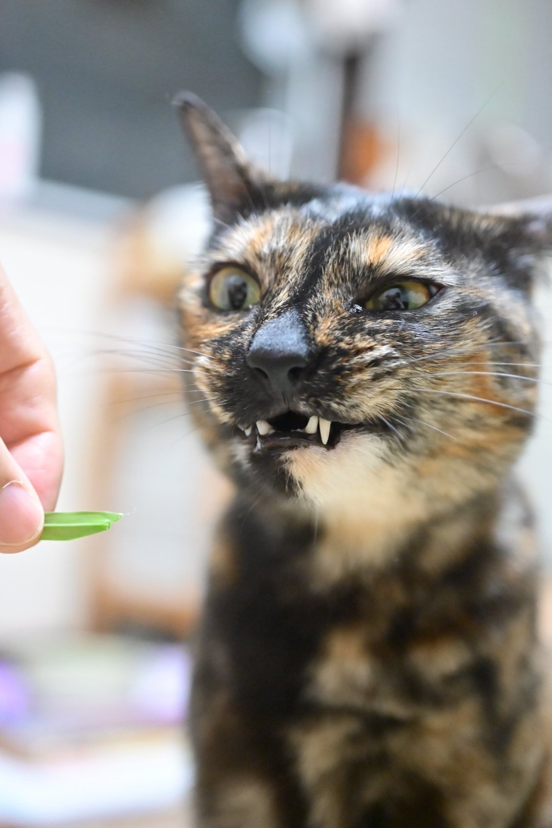 真は錆猫が好き ぽこ🐈 on X: 