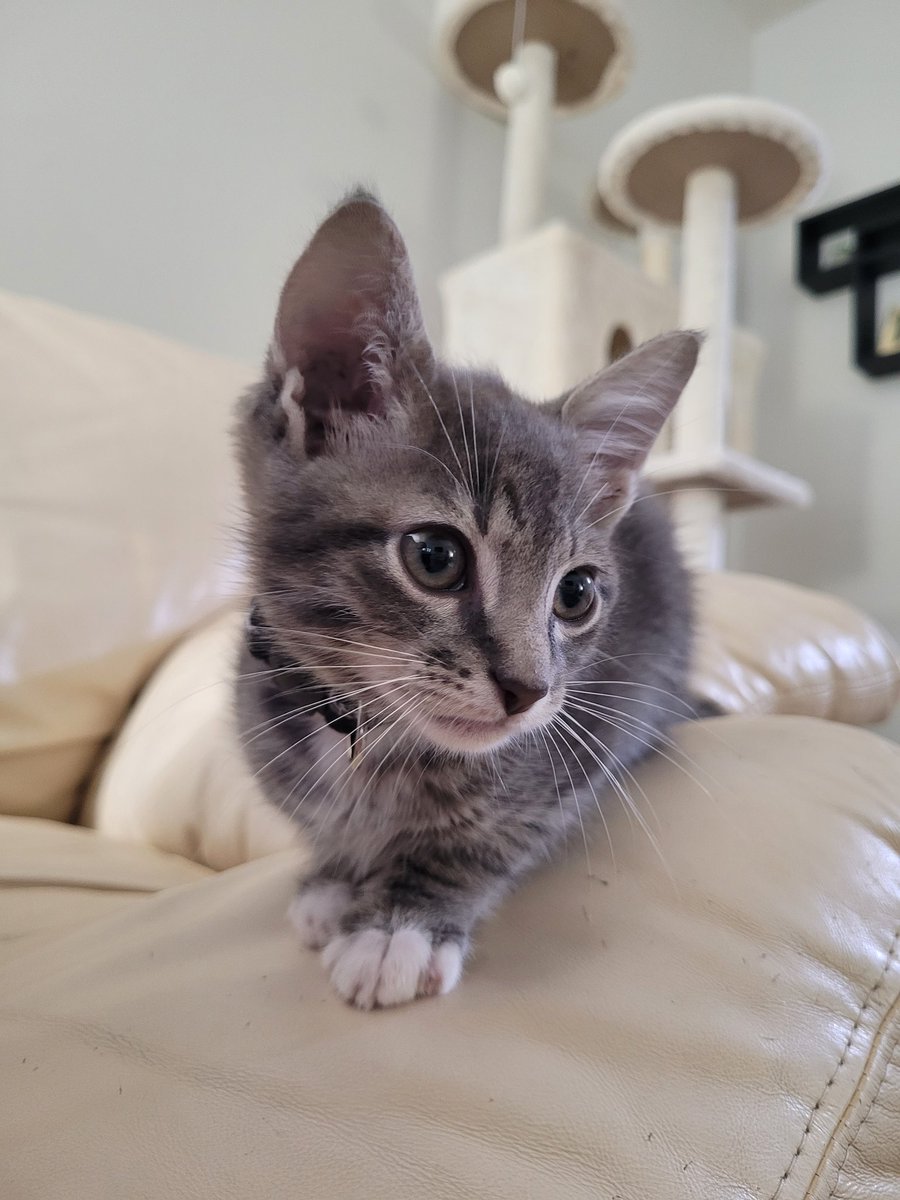 Say hello to the newest member of the Arnold family - Bruce!! He loves purfect PSA 10s too! 😻😻😻

If you have any cat advice for first time parents, please let me know! 🙏