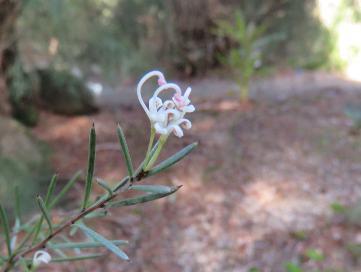 StuartWilliams_'s tweet image. A new one for me - the aptly-named Grevillea inconspicua (Cue grevillea), from Cue, Meekatharra, Sandstone, and the Weld Range in Western Australia
#MaranoaBG #Proteaceae #Grevillea #ozplants