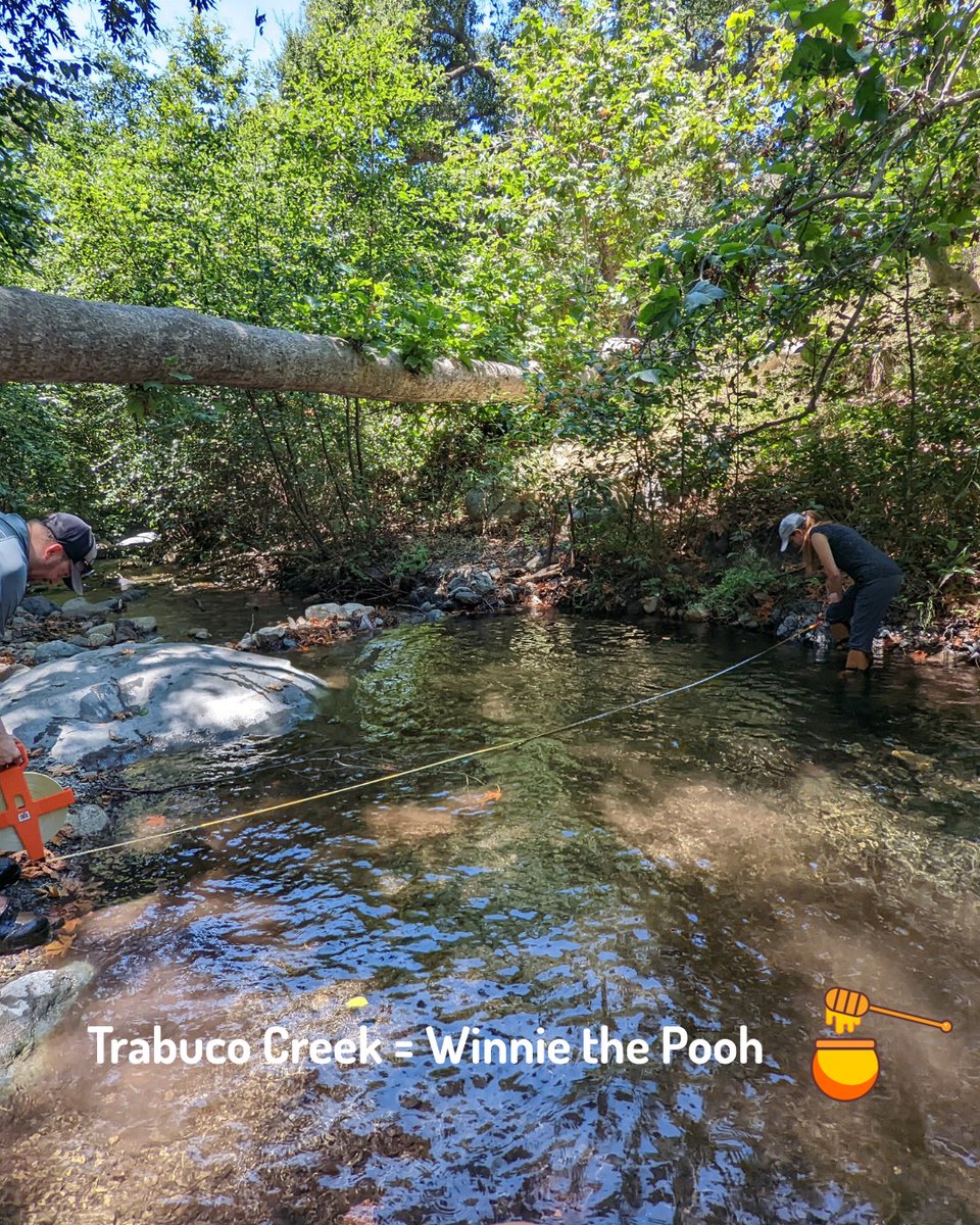 CalTrout's tweet image. 🤸 🌊All you nature lovers know that rivers & streams have personalities.
So, if California's waterways were celebrities... who would they be?! 👉 Swipe to see our ideas. Which waterway-celebrity combo made you do a double take?! And what's YOUR take? Reply below! ⬇️