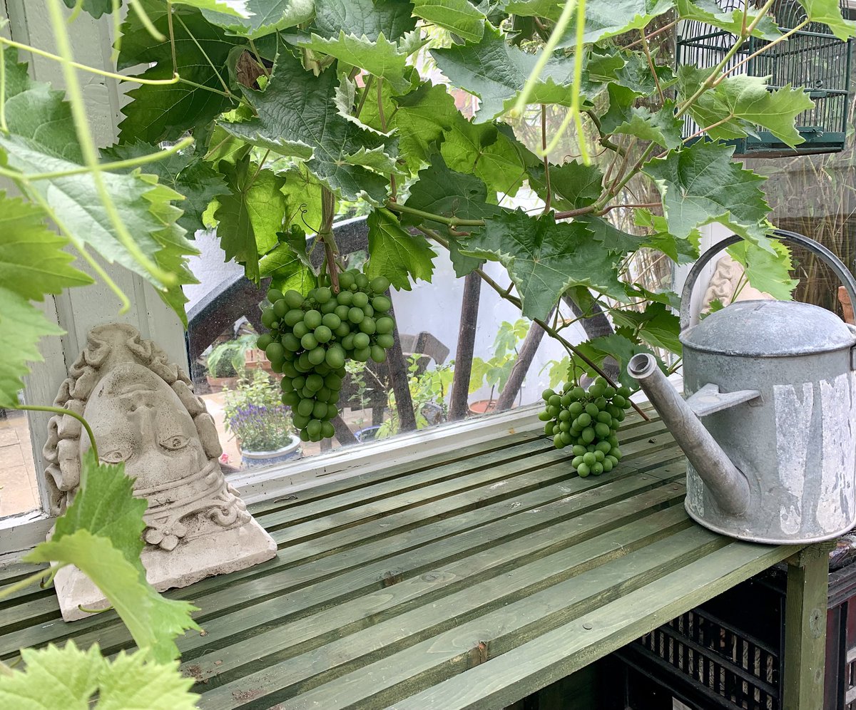 2016industrial's tweet image. The grapes haven’t done well this year. 🥺 they are a variety called Garganega which is used in Soave wine. The Greenhouse has been so warm & I don’t think it’s helped. #soave #garganega #wine #greenhouse #bunchofgrapes