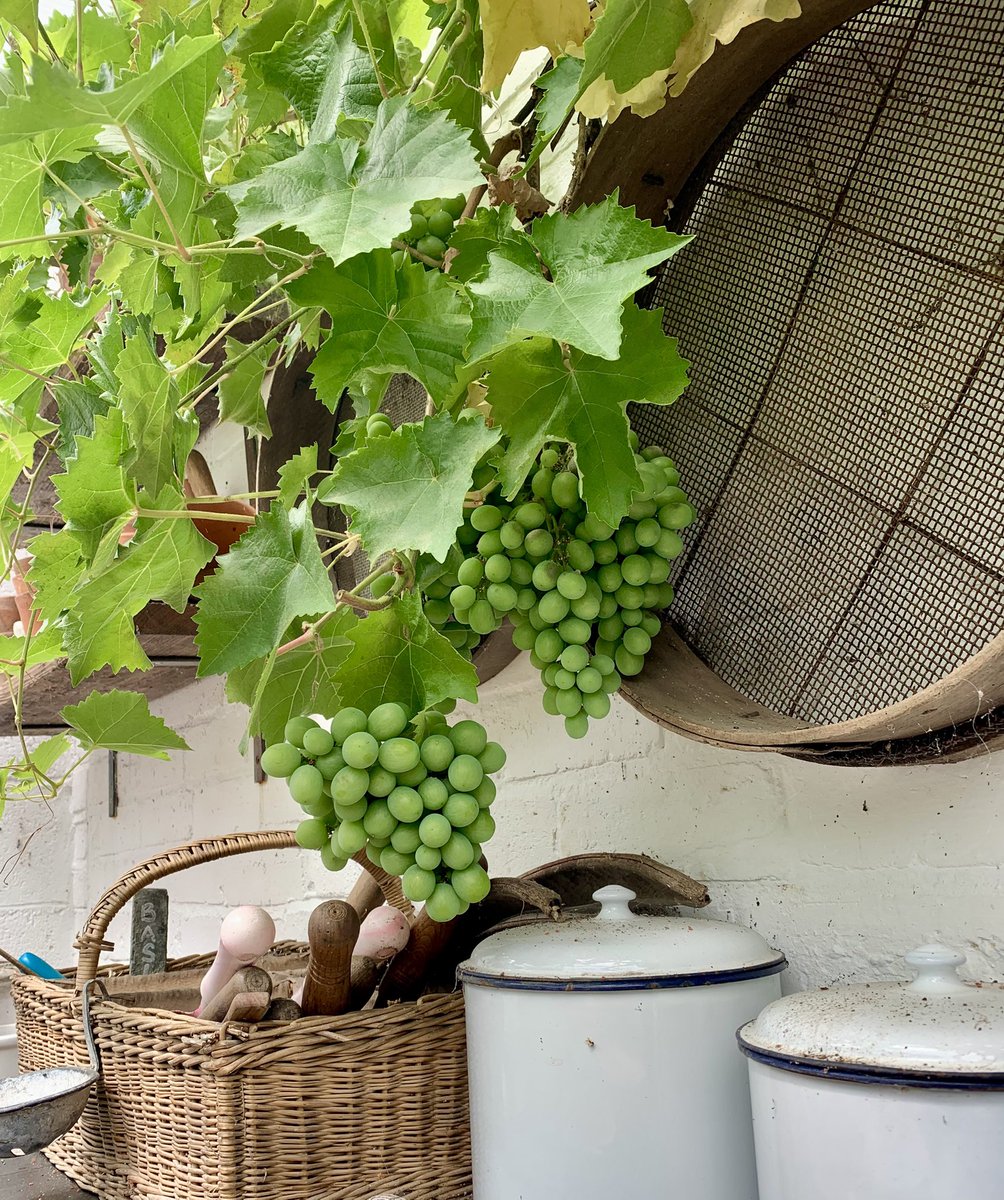 2016industrial's tweet image. The grapes haven’t done well this year. 🥺 they are a variety called Garganega which is used in Soave wine. The Greenhouse has been so warm & I don’t think it’s helped. #soave #garganega #wine #greenhouse #bunchofgrapes