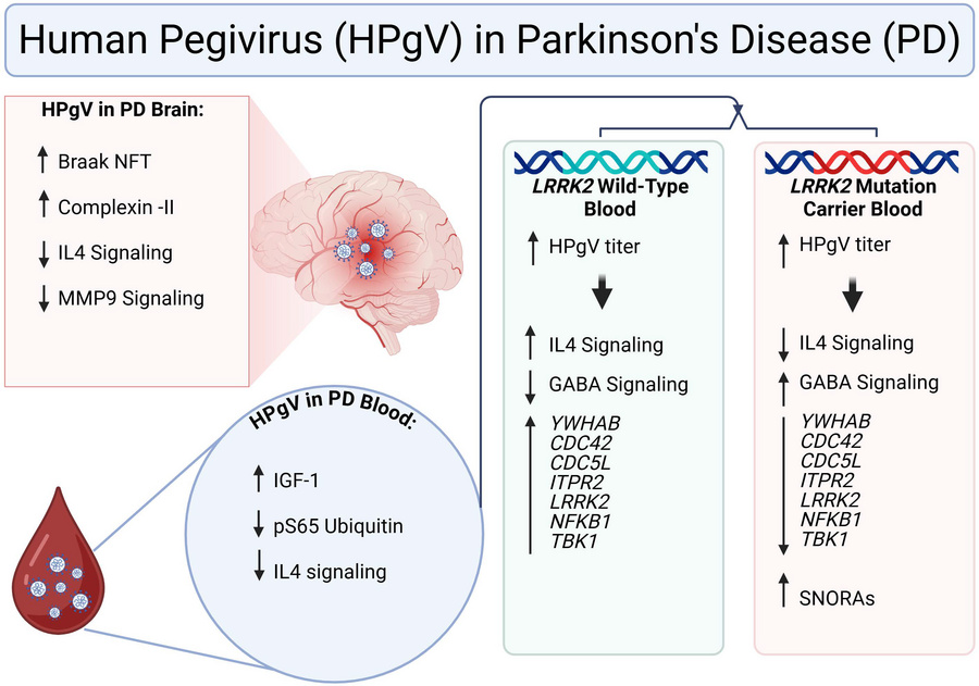 NMNeurology's tweet image. Recent research published in @JCI_Insight and co-authored by Igor Koralnik, MD (@IgorKoralnik), found that human pegivirus was present in the brains and spinal fluid of 50% of individuals with Parkinson's disease. Learn more about this connection and its implications for future…