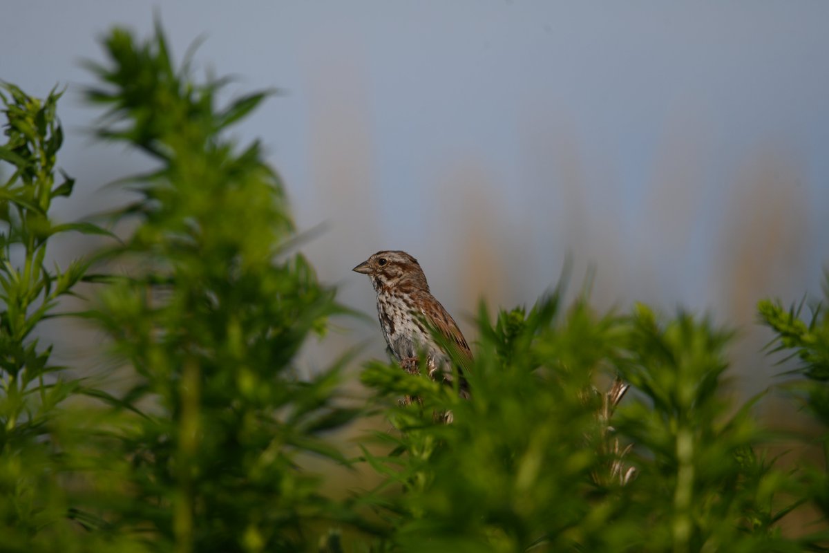 these small flyers are so cute