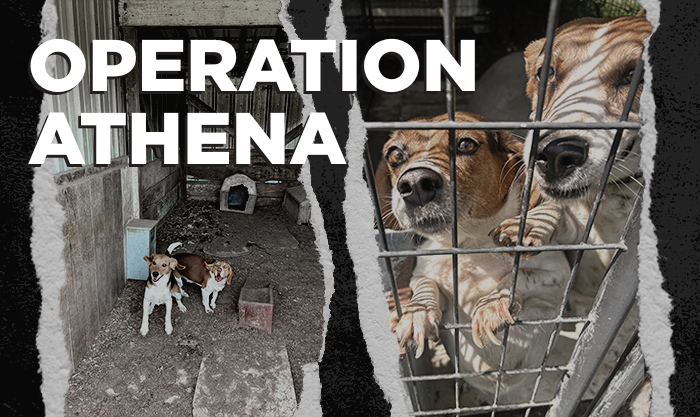 beaglefreedom's tweet image. URGENT: Rescued Beagles Need You‼️ #OperationAthena
Rescued from years of abuse at an illegal breeding facility in OK, they need urgent medical care: tumors, parasites, dental disease & more. 💔
Please donate to their care: love.bfp.org/campaign/70587…