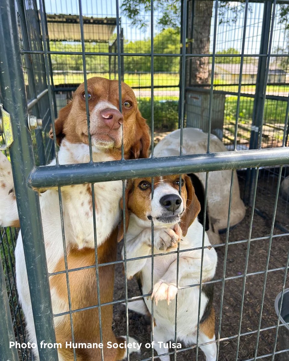 beaglefreedom's tweet image. URGENT: Rescued Beagles Need You‼️ #OperationAthena
Rescued from years of abuse at an illegal breeding facility in OK, they need urgent medical care: tumors, parasites, dental disease & more. 💔
Please donate to their care: love.bfp.org/campaign/70587…