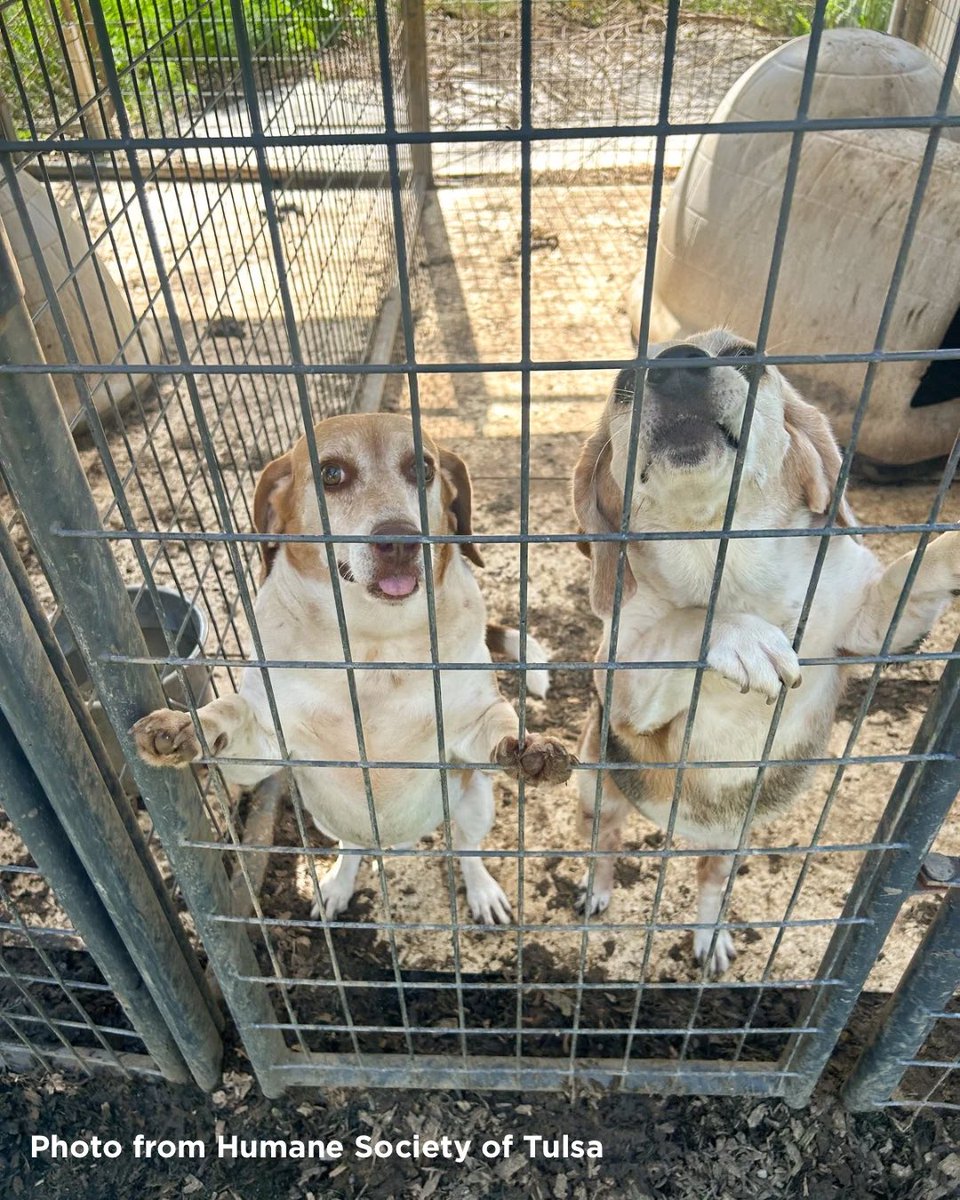 beaglefreedom's tweet image. URGENT: Rescued Beagles Need You‼️ #OperationAthena
Rescued from years of abuse at an illegal breeding facility in OK, they need urgent medical care: tumors, parasites, dental disease & more. 💔
Please donate to their care: love.bfp.org/campaign/70587…
