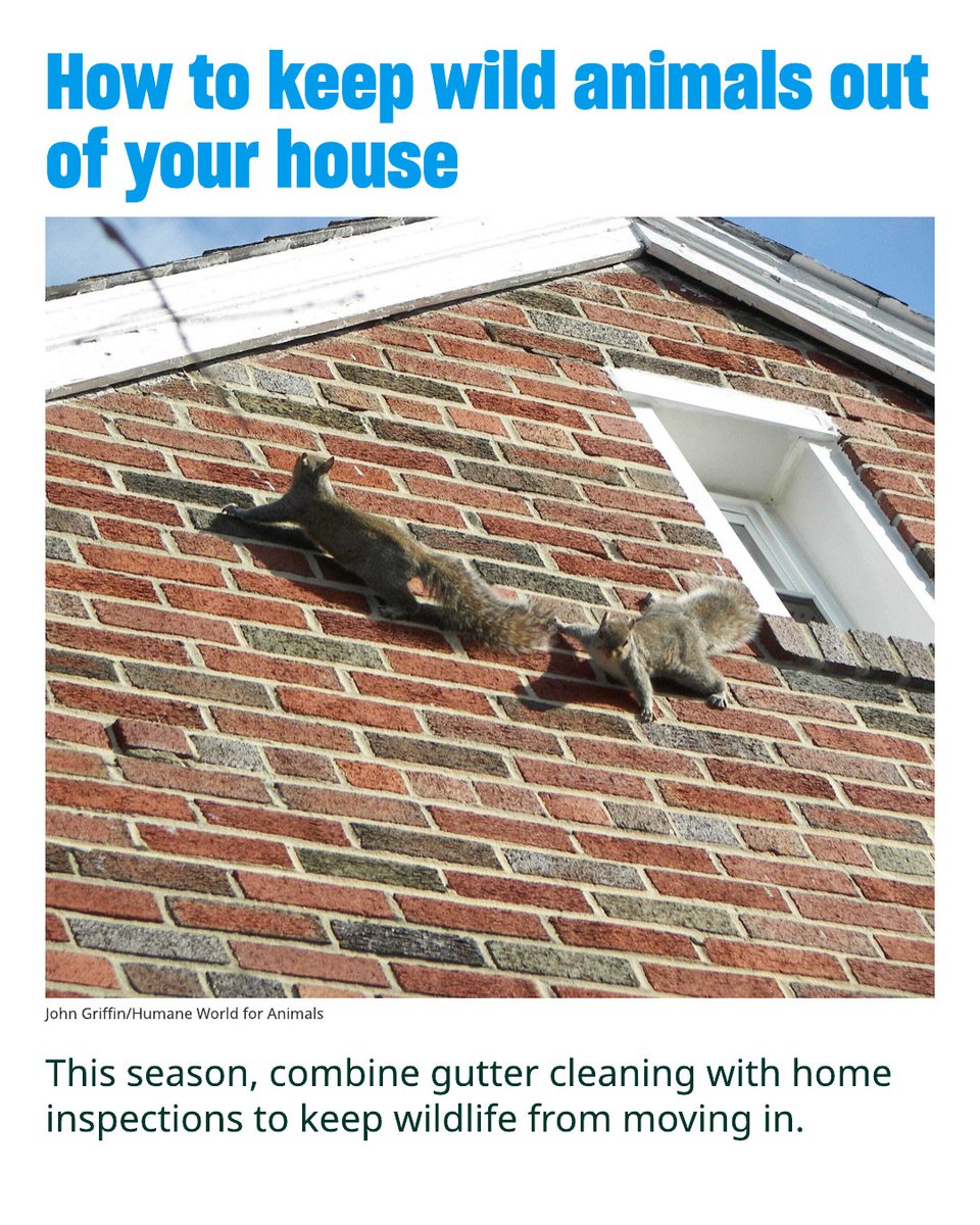 humaneworldorg's tweet image. A few simple steps can keep unwelcome visitors out of your house. 🐦🦊🐿️❌🏡 humaneworld.org/en/resources/h…