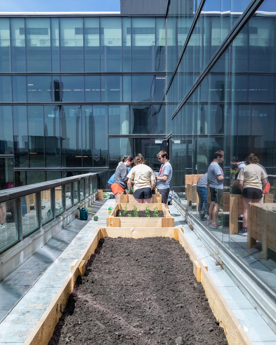 KnowltonOSU's tweet image. 🫡 🫡 🫡
To replenish and diversify the plants on Knowlton’s Rooftop Garden, the Knowlton Conservation Corps planted native seeds and seedlings in April on the balcony.
Now in mid-summer, the plants are flourishing.
Can't wait to see them at home on the rooftop next semester.