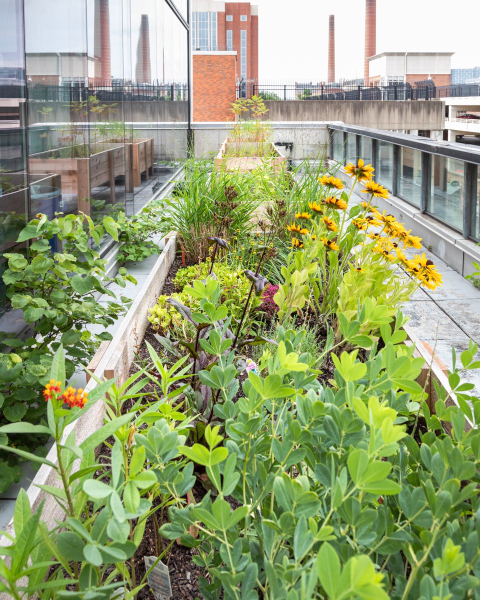 KnowltonOSU's tweet image. 🫡 🫡 🫡
To replenish and diversify the plants on Knowlton’s Rooftop Garden, the Knowlton Conservation Corps planted native seeds and seedlings in April on the balcony.
Now in mid-summer, the plants are flourishing.
Can't wait to see them at home on the rooftop next semester.