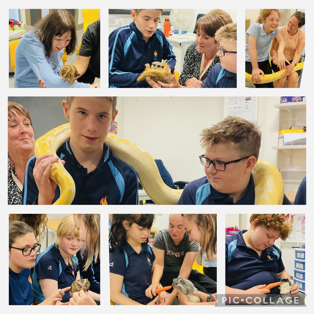 Dosbarth Melyn and Glas enjoying their animal encounter as part of our Summer learning week!☀️🐾