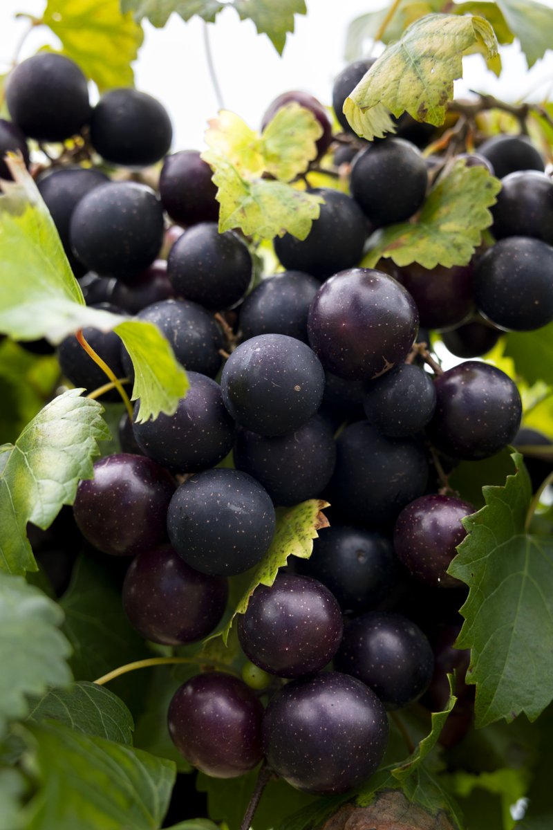 Two new varieties of a Southern grape are hitting the market soon thanks to <a href="/UAFruitBreeding/">Margaret Worthington</a>. Learn more about the attributes they'll bring to the table at aaes.uada.edu/news/new-musca…. <a href="/AginArk/">UA System Div of Ag</a> <a href="/uarkhort/">uarkhorticulture</a>