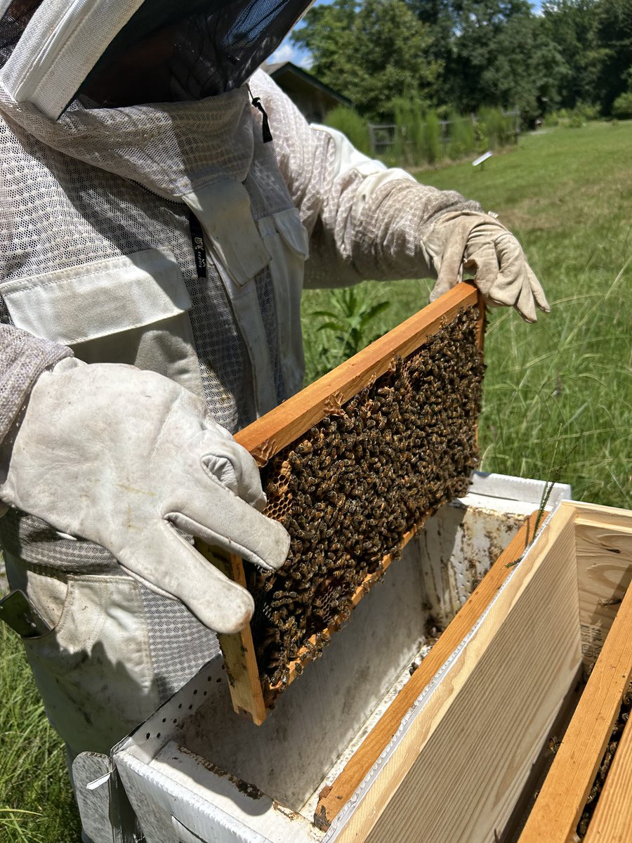 beetheviking's tweet image. One of my nucs graduated to their big girl hive today!! So excited for this little hive that could!