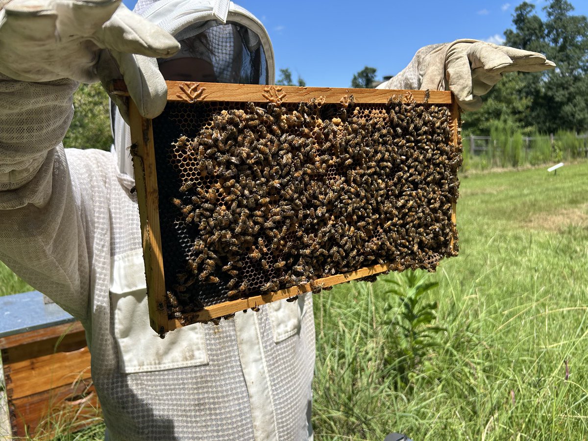 beetheviking's tweet image. One of my nucs graduated to their big girl hive today!! So excited for this little hive that could!