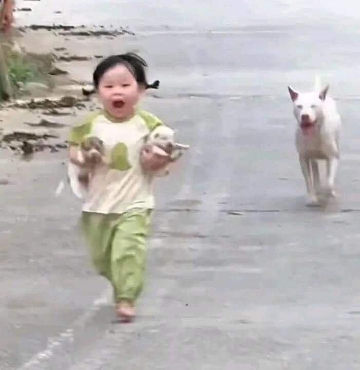 cachorrocore's tweet image. 