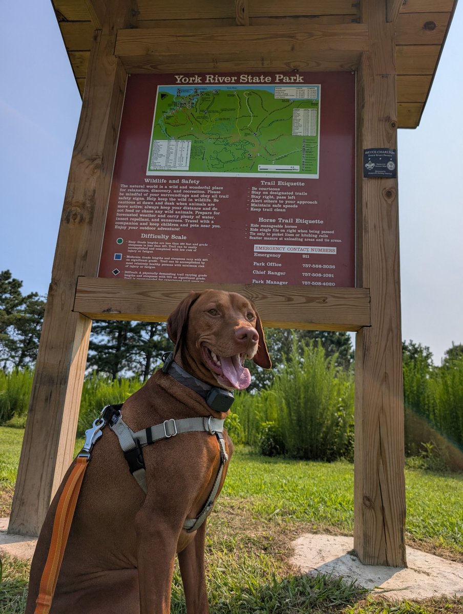 Intrepid Pup (@intrepidpup) on Twitter photo π Yonder braved the heat and humidity and ventured to the shores of York River State Park in Williamsburg for this #WITWW. It's one of 43 <a href="/VAStateParks/">Virginia State Parks</a>. With the marsh, fishing ponds, forest, and shoreline, there were so many things to sniff!
#vizsla #IntrepidPupYonder π Yonder braved the heat and humidity and ventured to the shores of York River State Park in Williamsburg for this #WITWW. It's one of 43 <a href="/VAStateParks/">Virginia State Parks</a>. With the marsh, fishing ponds, forest, and shoreline, there were so many things to sniff!
#vizsla #IntrepidPupYonder